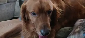 Dental Dreams