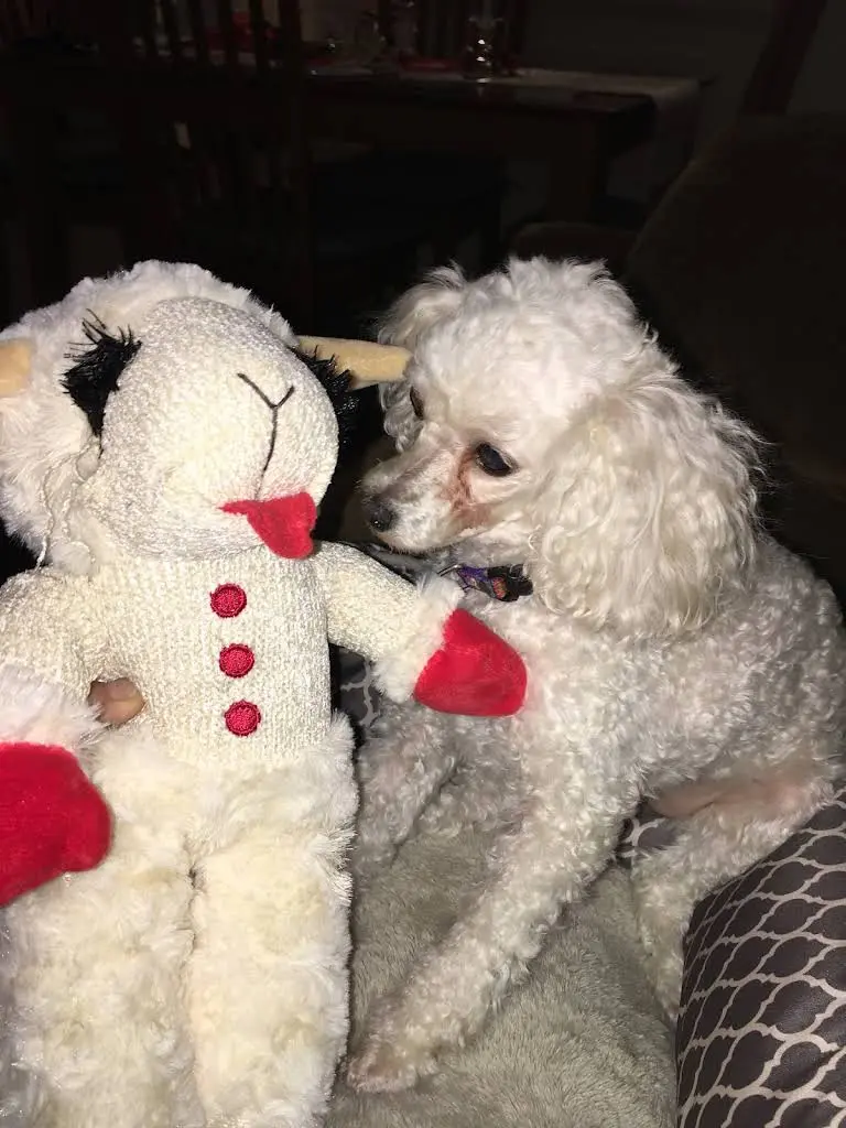 Companion Animal Dental Services