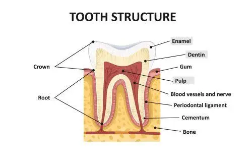 Family Dental of Pelham