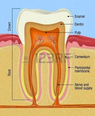 Modern Endodontics - Professional dental clinic exterior with modern facilities