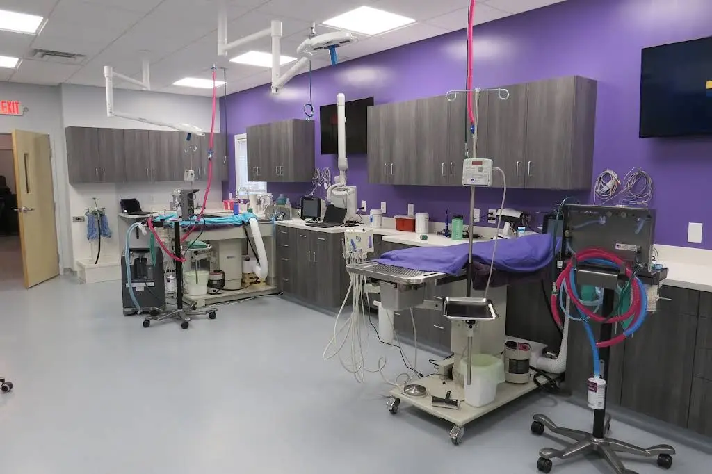Mainely Veterinary Dentistry