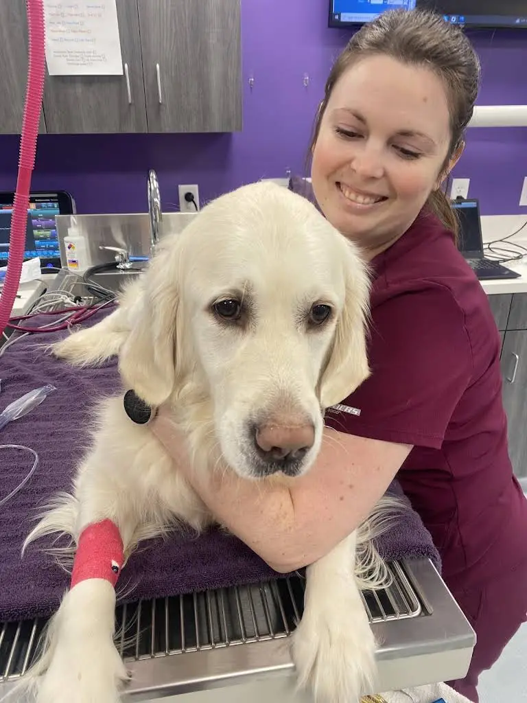 Mainely Veterinary Dentistry