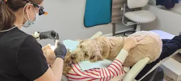 Archer Dental