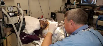 Animal Dental Care Specialists