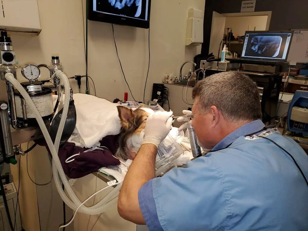 Animal Dental Care Specialists - Professional dental clinic exterior with modern facilities