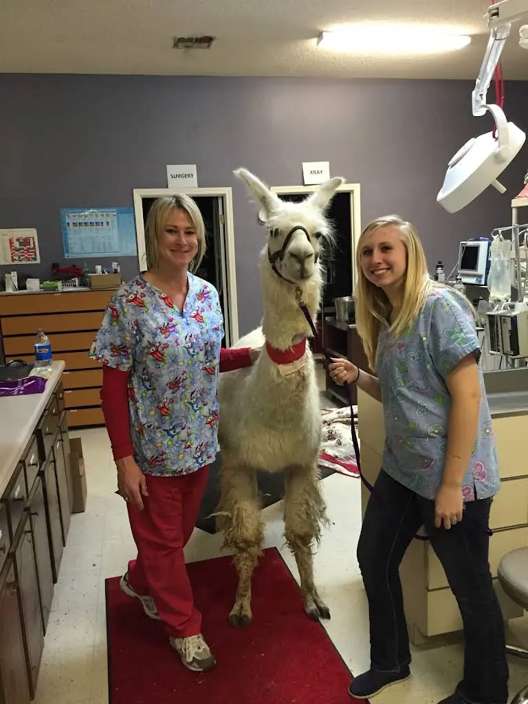 Animal Dental Care Specialists