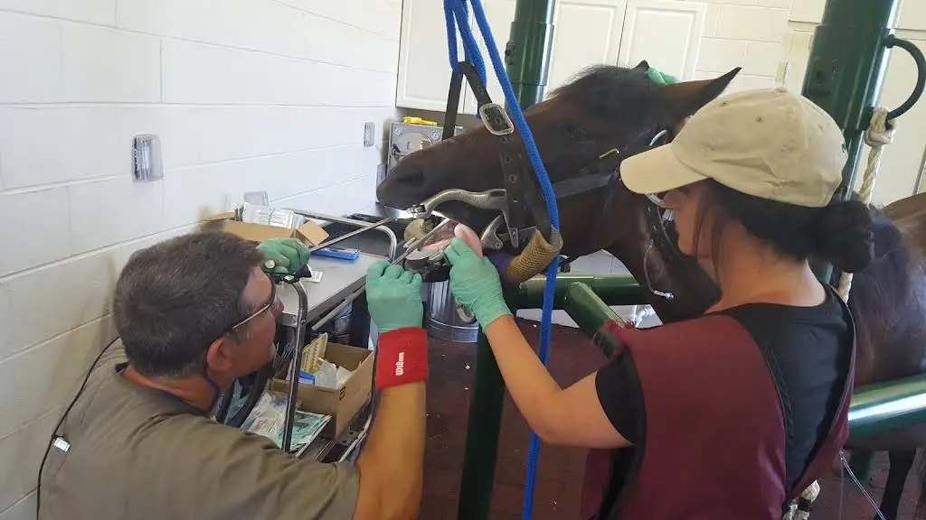 Animal Dental Care Specialists