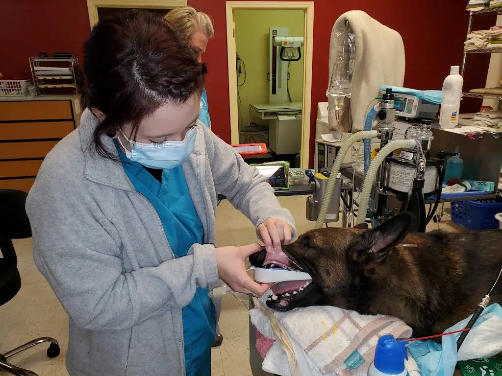 Animal Dental Care Specialists