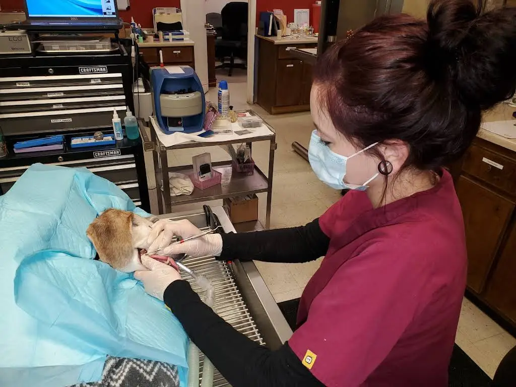 Animal Dental Care Specialists