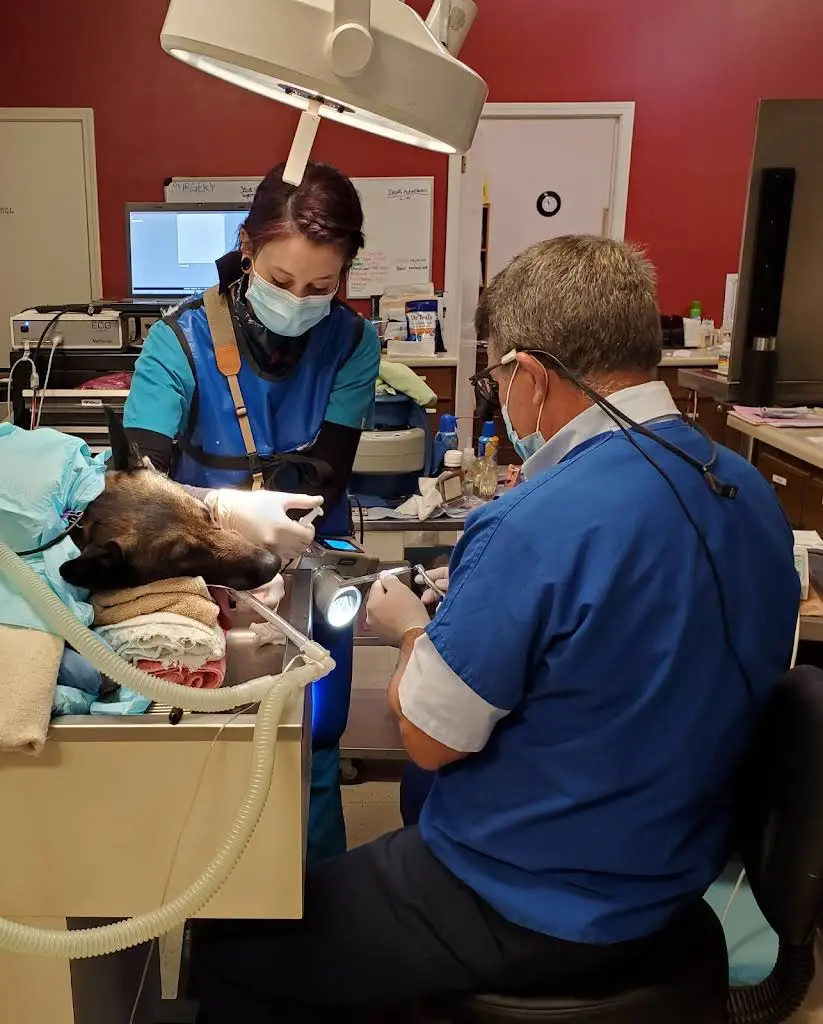 Animal Dental Care Specialists