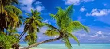 Endodontic Associates of the Palm Beaches, P.A.