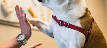 Pet Dental Center