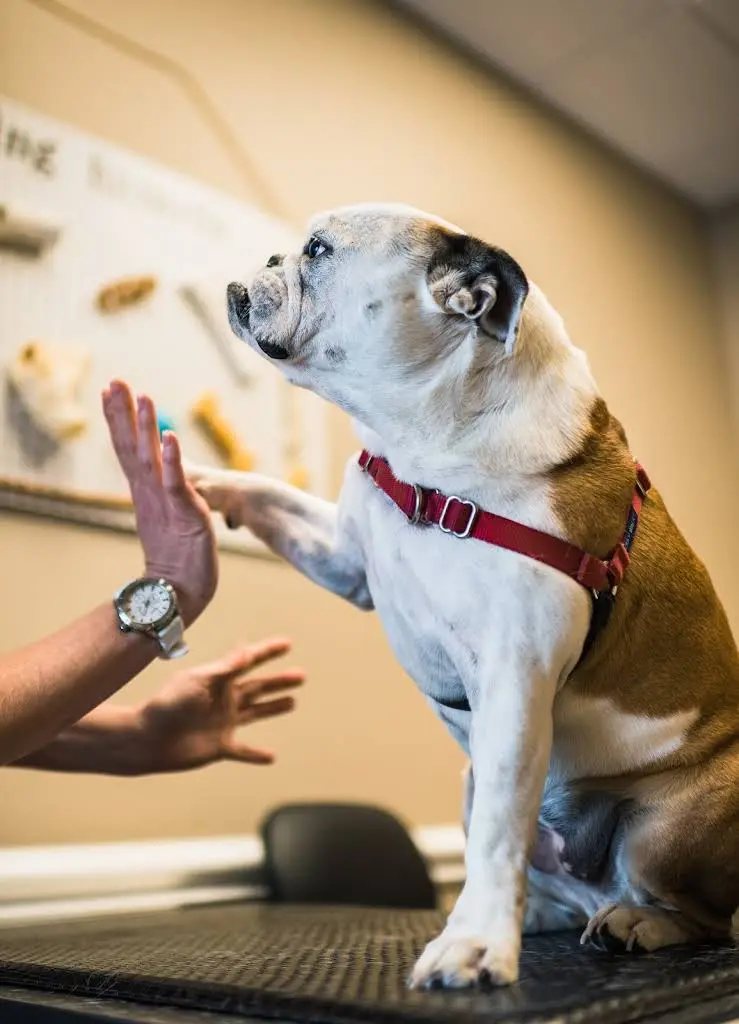 Pet Dental Center - Professional dental clinic exterior with modern facilities