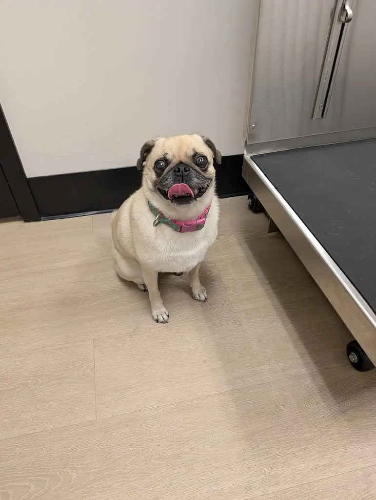Pet Dental Center