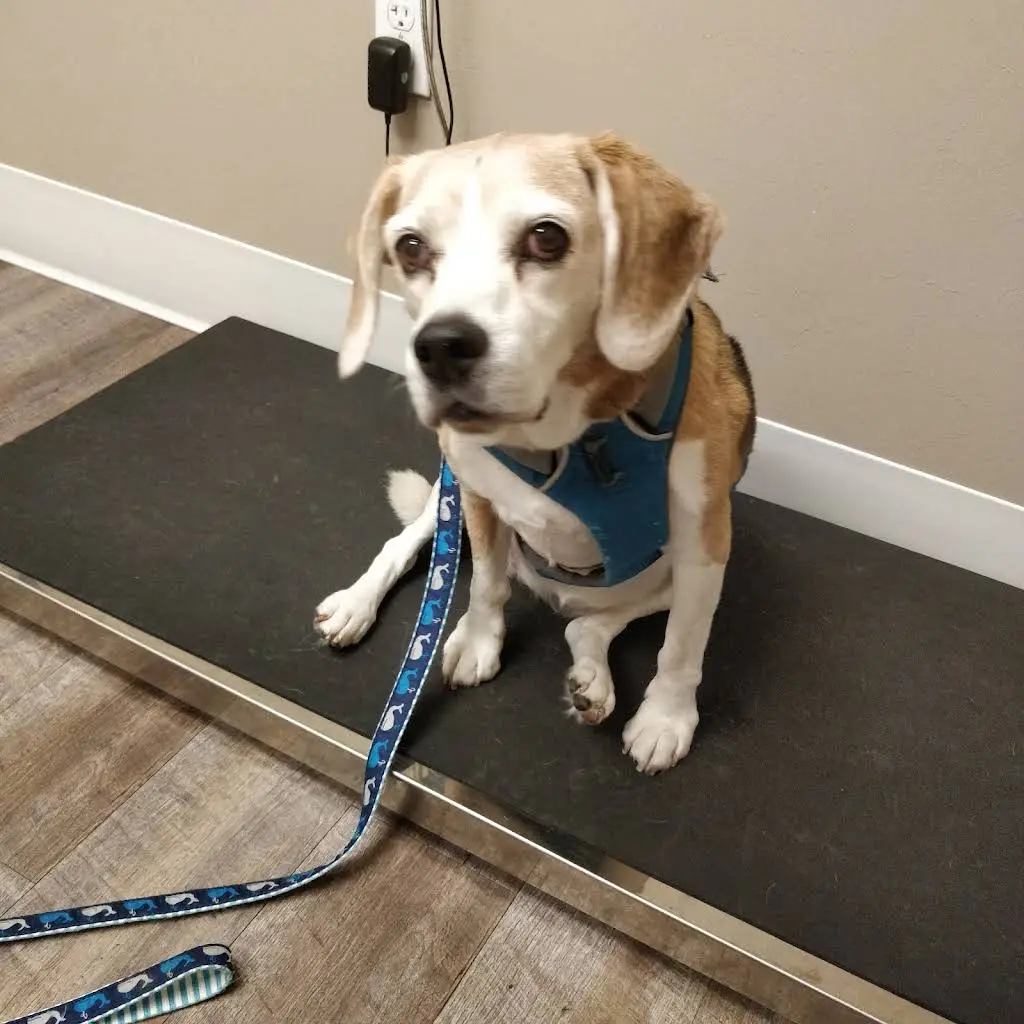Pet Dental Center
