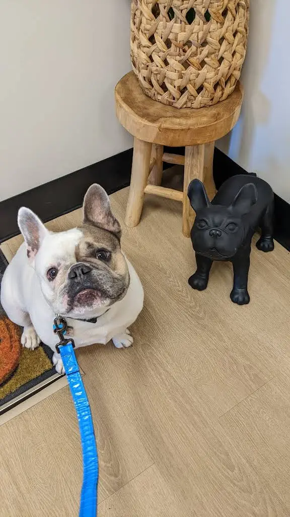 Pet Dental Center
