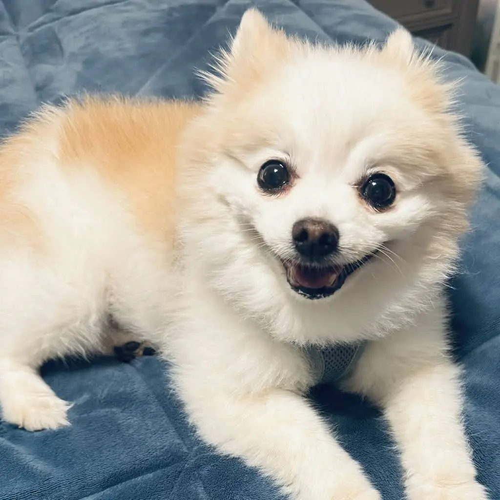 Pet Dental Center