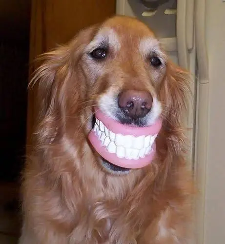 South Palm Dental