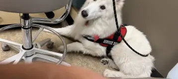 Aspen Dental