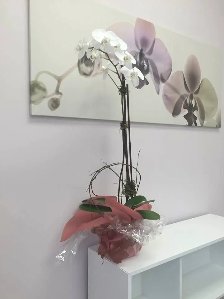 Dental Wellness at Weston