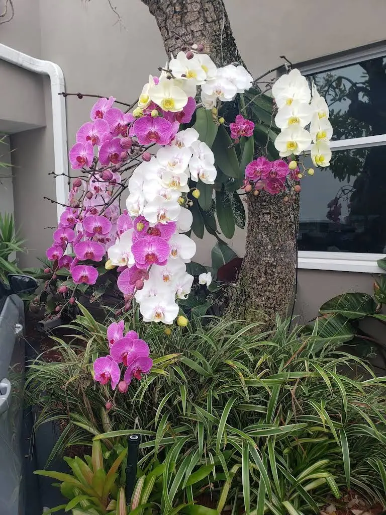 Coral Gables Dentistry