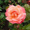 Anne L