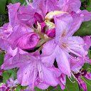 TeonaTia Georgia