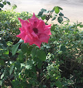 sherine Kamal