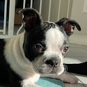 Jay Terrier