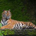 BISWAS RANA