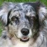 Jeffrey Ian “Harrydog” Campbell