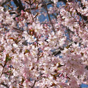 Hisae Kobayashi