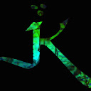 J. K.