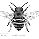 WorkerBee