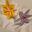 My Flowers