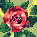 Rose Zephyr