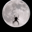 Palespyder