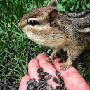 Chipmunk Whisperer