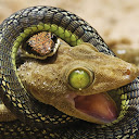 Irungu