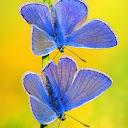 T. Butterfly