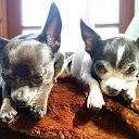 Lors Paws Lori